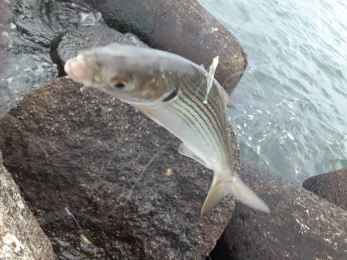 コノシロの釣果