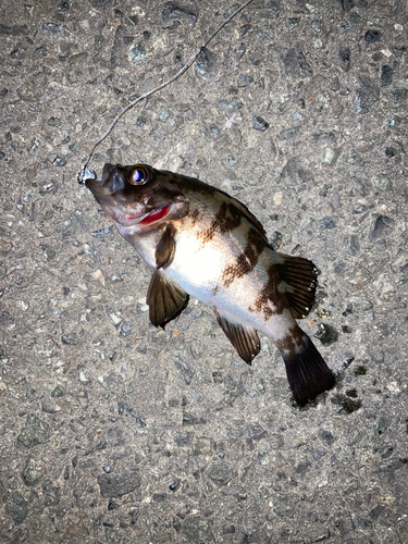 メバルの釣果