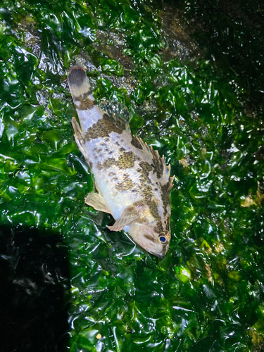 タケノコメバルの釣果