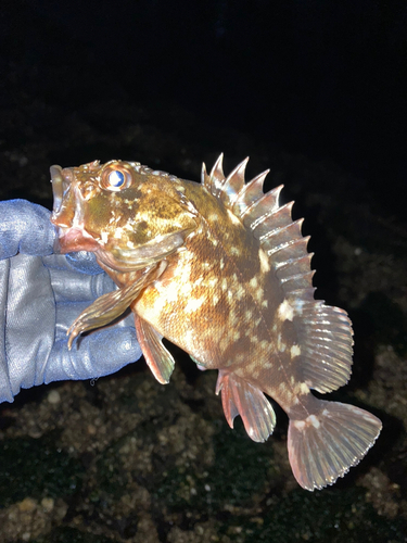 カサゴの釣果