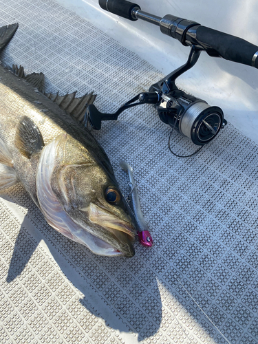 シーバスの釣果