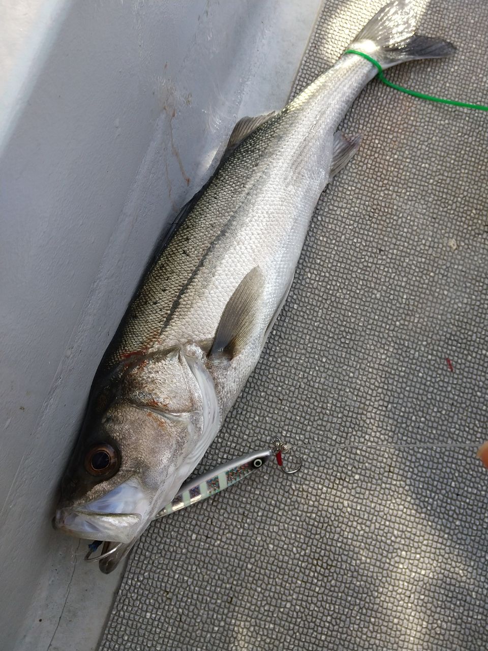 さちこさんの釣果 3枚目の画像