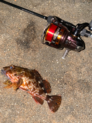 カサゴの釣果