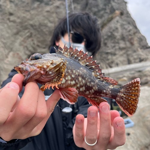 カサゴの釣果