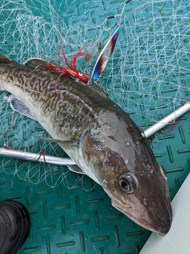 タラの釣果