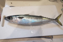 サバの釣果