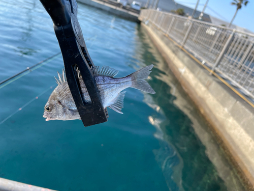 サッパの釣果