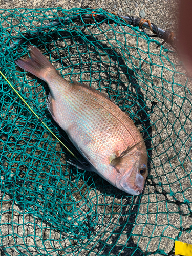 タイの釣果