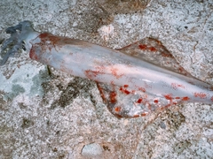 ヤリイカの釣果