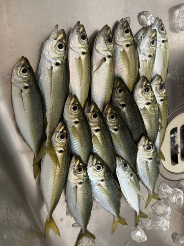 アジの釣果