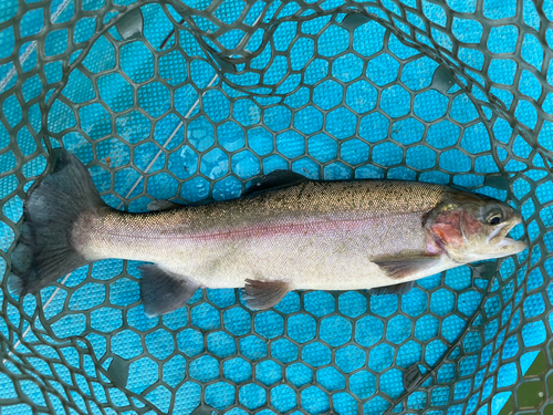 ニジマスの釣果