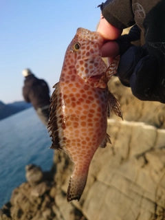 オオモンハタの釣果