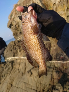 オオモンハタの釣果