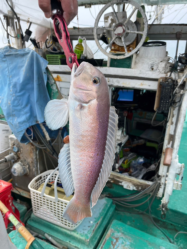 アマダイの釣果