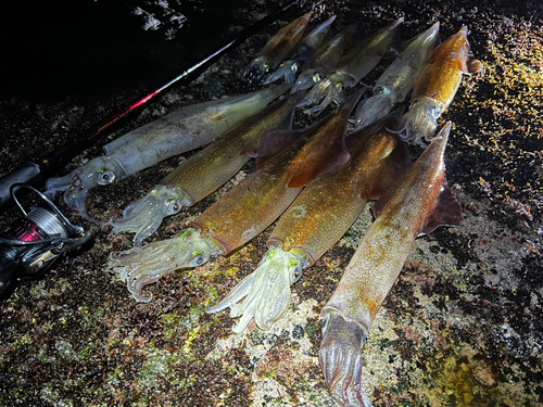 ヤリイカの釣果