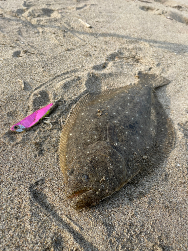 ヒラメの釣果