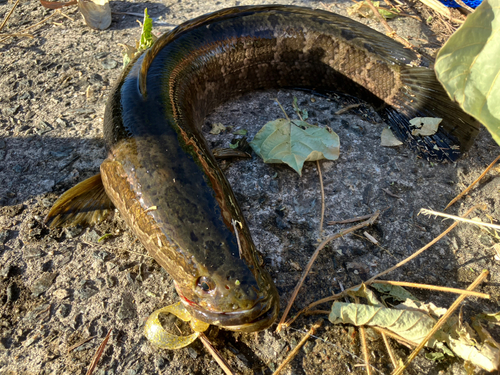 ライギョの釣果