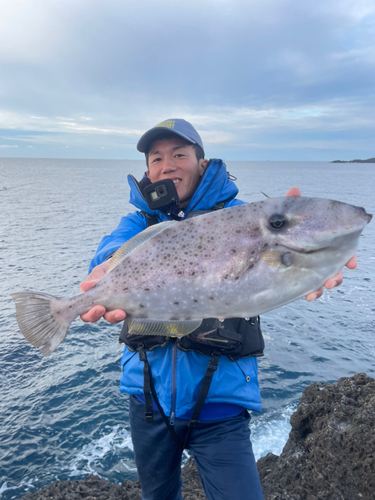 ウスバハギの釣果