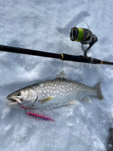 アメマスの釣果