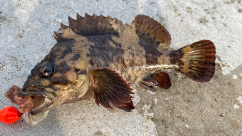 ドンコの釣果