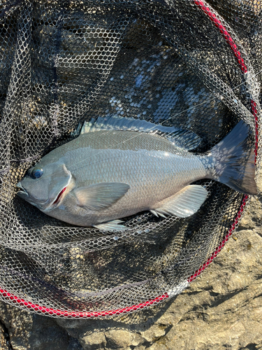 クチブトグレの釣果