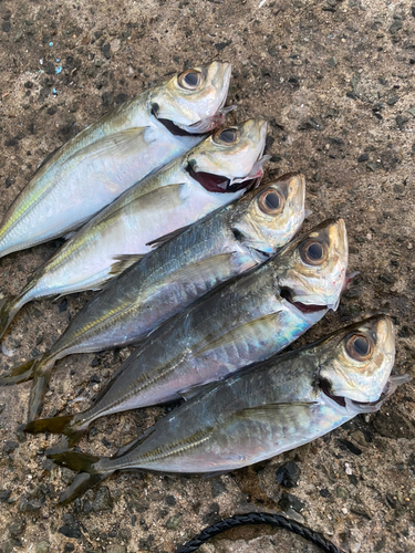 アジの釣果