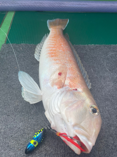 アマダイの釣果