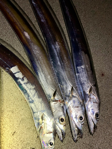 タチウオの釣果