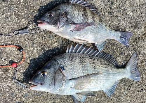 クロダイの釣果