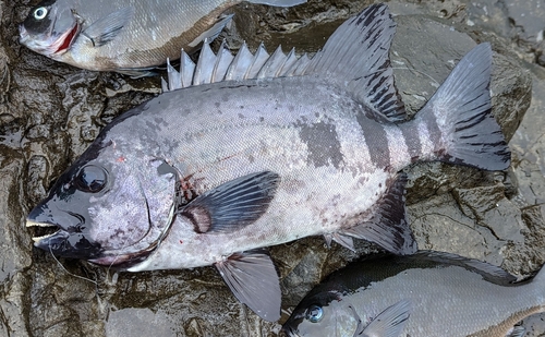 イシダイの釣果