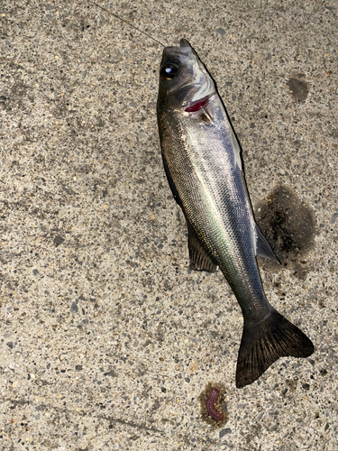 セイゴ（マルスズキ）の釣果