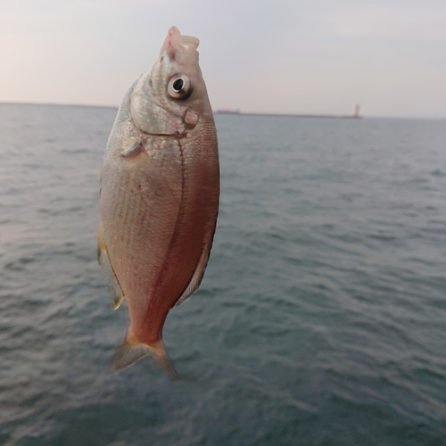 ウミタナゴの釣果