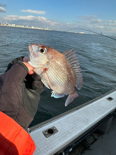 マダイの釣果