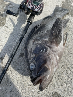 クロソイの釣果