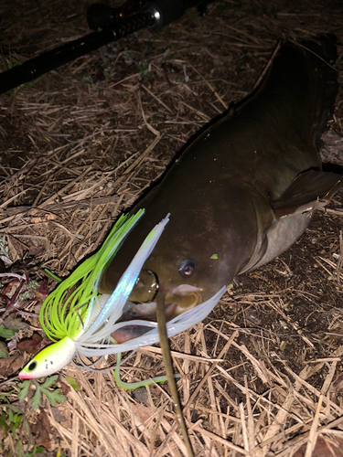 ナマズの釣果