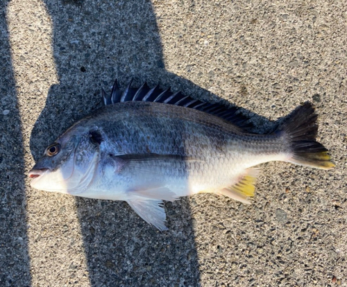 キチヌの釣果