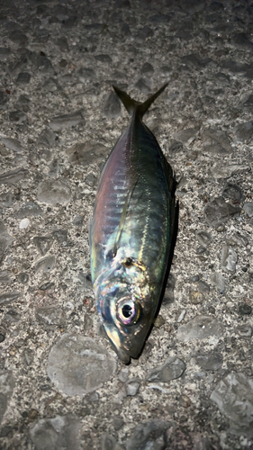 マアジの釣果