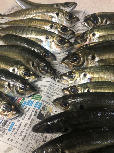 マアジの釣果