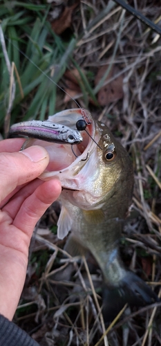 ラージマウスバスの釣果