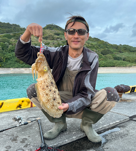 コブシメの釣果