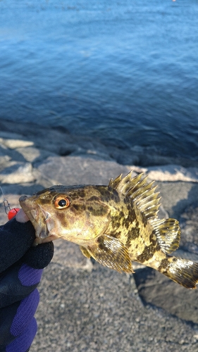 タケノコメバルの釣果