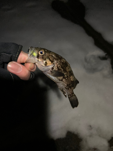 クロソイの釣果