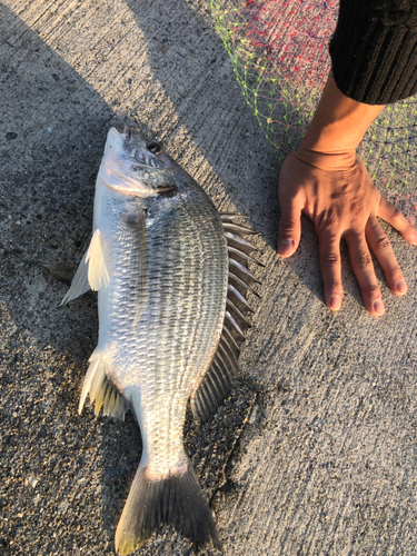 キビレの釣果