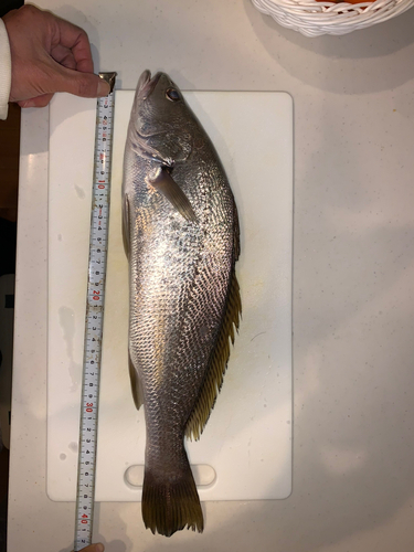 オオニベの釣果