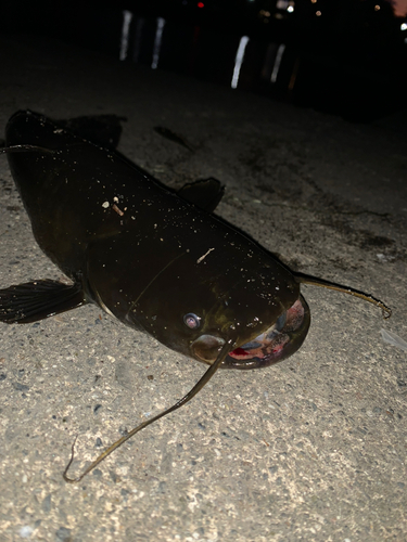 ナマズの釣果