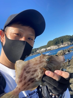 カワハギの釣果