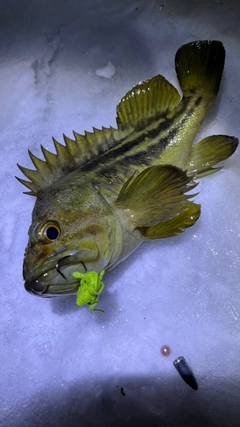 シマソイの釣果