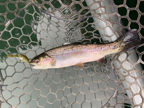 ニジマスの釣果