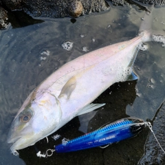 カンパチの釣果