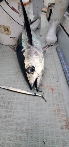 ビンチョウマグロの釣果